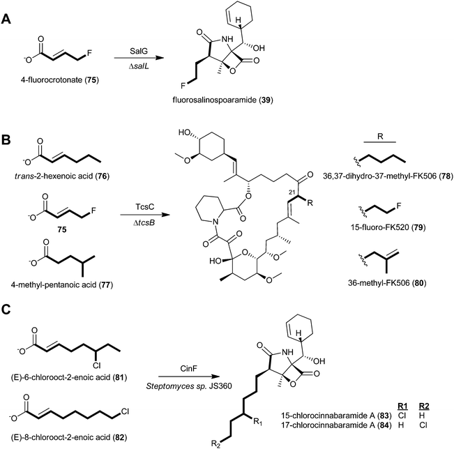 Engineering of natural product analogs through chemical complementation of A) the S. tropica chlorinase (salL) deficient mutant to generate fluorosalinosporamide (39), B) the Streptomyces sp. KCTC 11604BP tcsB mutant to generate three unnatural FK506 analogs (78–80), and C) the wild-type cinnabaramide producer, Streptomyces sp. JS630, to generate chlorinated cinnabaramide analogs (83–84).