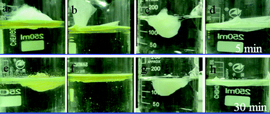 Absorption of (a and b) motor oil and sunflower seed oil (c and d) films on water by (a and c) porous PS fibrous mats and (b and d) PP fibers at different times: a to d for 5 min, and e to h for 30 min.