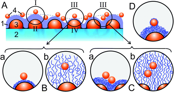 (A) Schematic showing a hybrid layer composed of P2VP (1) grafted to a glass substrate (2) with a PGMA-coated Au island layer (3) and gold colloid particles (4) adsorbed on the P2VP surface. The hybrid layer exhibits two levels of heterogeneity in the surface topography with the smaller-scale features corresponding to the P2VP grafted layer conforming to the islands' surface and the larger-scale features (outlined by a dashed line) corresponding to variations in the thickness of the grafted P2VP layer. These heterogeneities are responsible for the different contributions of the Au nanoparticles and nanoislands to the LSPR spectra (see Fig. 3 and explanations in the text): single particles (I) and islands (II) separated by a thick P2VP layer and hence experiencing weak plasmon coupling; III—particles experiencing strong plasmon coupling due to the proximity of islands (in the regions corresponding to a thin P2VP layer, panel B) and other particles (in dimers and larger particle associates, panel C); IV—islands experiencing strong plasmon coupling due to the proximity of particles (in the regions corresponding to a thin P2VP grafted layer, panel B). The particles adsorbed on the P2VP layer at pH 5.5 reside on its surface (case a in panels B and C). The grafted P2VP layer undergoes the transition into the swollen state in water at pH 2.5 when the particles are pushed away from the grafting surface and at the same time enveloped by highly stretched polymeric chains (case b in panels B and C). (D) The P2VP layer re-immersed in water at pH 5.5 undergoes hydrophobic collapse into the nearly solvent-free state in which the particles become enveloped into a thin layer of adsorbed polymeric chains.
