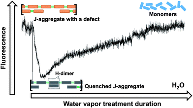 Possible reorganization of PBI 1 molecules in a J-aggregate during the water vapor treatment.