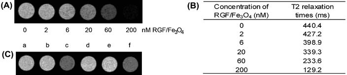 MR imaging of tumor cells by ferritin hybrid nanostructures. (A) T2-weighted images of RGF/Fe3O4 in PBS at Fe concentrations of 0, 2, 6, 20, 60 and 200 nM. (B) The T2 relaxation times as a function of the iron concentration. (C) T2-weighted MR image of A549 cell in PBS (a), and after 30-min incubation with GFP-rHF/Fe3O4 (b), RGF/Fe3O4 (c). T2-weighted MR image of U87-MG cell in PBS (d), and after 30-min incubation with GFP-rHF/Fe3O4 (e), RGF/Fe3O4 (f).