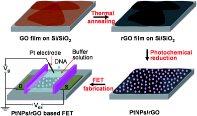 Schematic illustration of fabrication of a solution-gated FET device based on PtNPs/rGO films for DNA detection.