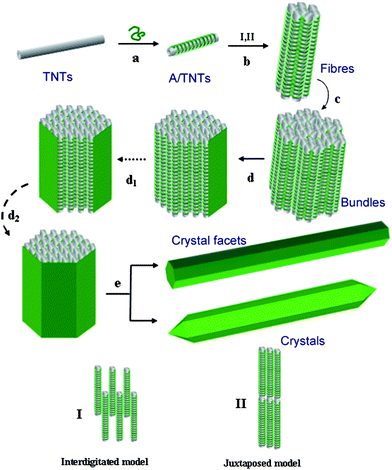Hierarchical self-assembly process for the formation of 3D nanotube crystals: (a) complex self-assembly to form A/TNTs; (b) lateral (side-by-side) and longitudinal (end-to-end) self-assembly of A/TNTs into fibers through interdigitated (I) or juxtaposed (II) models; (c) self-assembly of A/TNT fibers into bundles; (d) formation of 2D crystal facets on the surface of the bundles, the dotted arrows indicate the possible steps; (e) formation of 3D hexagonal single crystal with or without a pyramidal top.