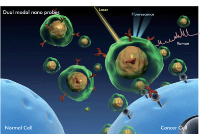 Illustration of cancer marker detection using fluorescence-SERS dual modal nanoprobes (DMNPs). Functional DMNPs are selectively targeted onto cancer markers expressed in live cells. Fluorescence and Raman signals are emitted simultaneously. Fast tracing is possible through fluorescence detection, and Raman detection provides detailed information about molecular interactions.