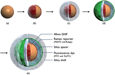 Sequential procedure for fabricating SERS-fluorescence DMNP. (a) 40 nm GNPs; (b) Raman reporter-labeled GNP; (c) inner silica-encapsulated SERS nanoprobe; (d) fluorescent dye-labeled SERS nanoprobe; and (e) outer silica-encapsulated DMNP.