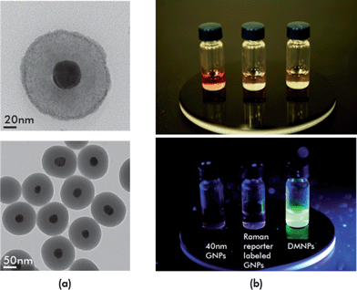 (a) Transmission electron microscopic images of silica-encapsulated SERS-fluorescence DMNPs; (b) fluorescence emission images for GNP colloid, Raman reporter-labeled GNP colloid, and DMNP colloid. UV/Vis irradiation of each sample caused only the DMNP colloid displays to fluoresce because the outer silica shell provided enough distance to prevent fluorescence quenching.