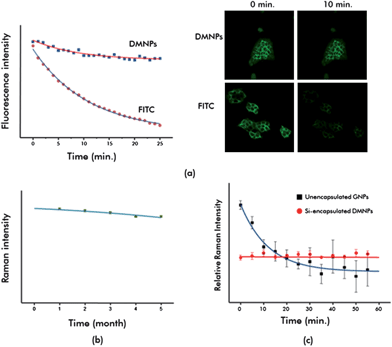 Optical stability test for SERS-fluorescence DMNPs. (a) Photobleaching test for FITC- and DMNP-labeled MDA-MB-231 breast cancer cells; (b) long-term stability test for the DMNP Raman signal; and (c) signal reproducibility test of SERS intensity for unencapsulated GNPs and silica-encapsulated DMNPs over time.