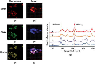 Fluorescence-SERS duplex imaging of CD24 and CD44 markers expressed in MDA-MB-231 breast cancer cells. (a) Fluorescence and (b) SERS images for CD24 markers; (c) fluorescence and (d) SERS images for CD44 markers; (e) fluorescence and (f) SERS overlay images for CD24 and CD44 markers; (g) Raman spectra for four different spots (A, B, C and D) for the cell in (f). The 1485 cm−1 peak of Rubpy and 1618 cm−1 peak of MGITC were used to identify localized distribution of CD24 and CD44 markers in the cell.