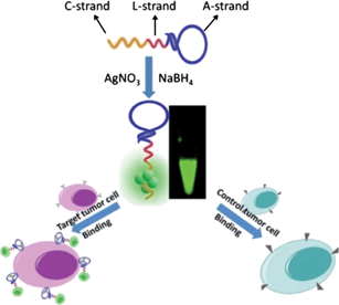 Schematic illustration of one-step AgNCs–aptamer assembly as a luminescent label for tumor cells.
