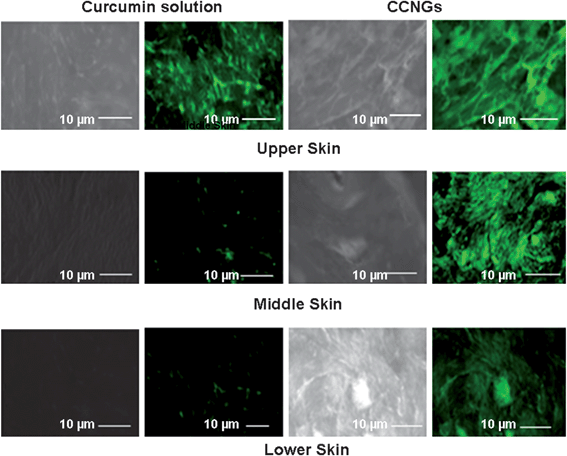 Skin localization of curcumin by fluorescent microscopy for control curcumin and CCNGs after 6 h exposure.
