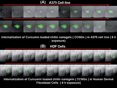 A & B: Cellular localization of CCNGs on A375 and human dermal firoblast cells, respectively, after a 6 h incubation period by confocal microscopy.