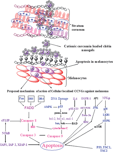 Proposed mechanism for the modulation of various cell death pathways by CCNGs. Permeation of CCNGs through the stratum corneum and interaction with melanocytes are illustrated in the Figure. Targets which could be up-regulated by CCNGs are in blue letters; those which could be down regulated are in violet letters; the signaling cascade is in pink letters; and those which could be unaffected are in black letters. AP-1 activator protein-1, AMPK 5′ adenosine monophosphateactivated protein kinase, BID BH3 interacting domain death agonist, BIM BCL2-like 11 (apoptosis facilitator), cFLIP cellular FLICE-like inhibitory protein, FADD Fas-associated protein with Death Domain, DR4 death receptor 4, DR5 death receptor 5, EGFR epithelial growth factor receptor, IAP inhibitor of apoptosis protein, IL-6 interleukin-6, JNK c-Jun N-terminal kinase, mTOR mammalian target of rapamycin, NF-kB nuclear factor-kB, PI3K phosphoinositide 3-kinase, STAT3 signal transducer and activator of transcription 3, XIAP X-linked IAP.