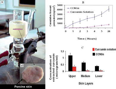 A: Showing picture of a vertical Franz diffusion cell used for skin permeation studies and inset (a1) porcine skin sample sandwiched between the two compartments; B: plot of cumulative amount of curcumin permeated vs. time for control curcumin and CCNGs; C: Penetration experiments showing concentration – depth profile after 24 h exposure (values reported are mean ± S.D, n = 3).
