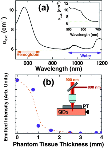 (a) Extinction coefficient of the phantom tissue used throughout this work. The inset shows the extinction coefficient corresponding to forearm human skin as reported by M. Kobayashi et al.28 Note that the phantom tissue well reproduces the background extinction coefficient as well as the visible absorption caused by hemoglobin. (b) Intensity of the multiphoton excited 800 nm fluorescence generated by a CdTe-QD solution as obtained through phantom tissue slices of different thickness. The inset shows a schematic diagram of the set-up used.