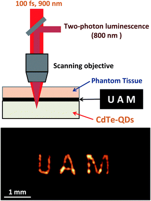 Schematic diagram of the set-up used to obtain deep tissue images by using the two-photon emission of NIR emitting CdTe-QDs. At the bottom we include the deep tissue image of a patterned transparent film in which the initials of Universidad Autonoma de Madrid were negatively printed.