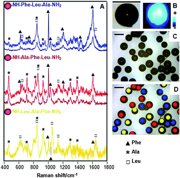 (A) SERS spectra of the prepared tripeptides on the solid phase support that acts, as well, as optical enhancer. Spectra of Phe-Leu-Ala and Ala-Phe-Leu have been as well enlarged to better observe the weaker vibrational modes. (B) Optical and SERS images of one single bead supporting the Phe-Leu-Ala peptide. (C) Optical image and (D) SERS mapping and label-free classification of a complex mixture of different tripeptides, all of them with the same composition but different sequence. SERS was collected by using a 633 nm laser line with acquisition times of 10 s per bead.