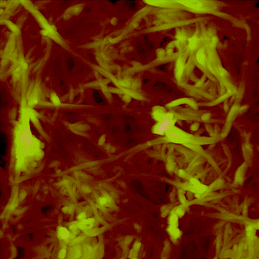 
          AFM image of the unfunctionalized SWNT buckypaper topography. It was captured in air and at room temperature. The spectrum of colors from bright to dark shows the elevation from 0 to 500 nm. The size of the image is 3 μm × 3 μm.