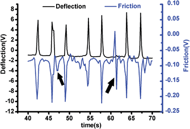 Simultaneous detection of torsional force (Ft) and vertical loading force (Fn) of the AFM cantilever pressed on a cardiomyocte.