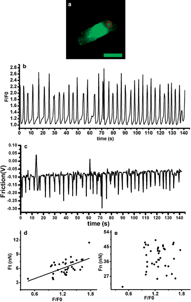 (a) Ca2+ fluorescent image of the cardiomyocyte. Bar = 50 μm. (b) Calcium intensity of the cell measured as a function of time. (c) Torsional force of the cell measured as a function of time. (d) Scatter chart plotted between calcium intensity and Ft; (e) Scatter chart plotted between calcium intensity and Fn.