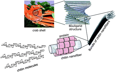 Schematic presentation of the exoskeleton structure of crab shells.
