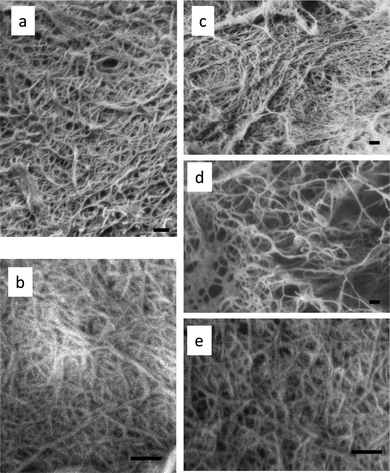 FE-SEM micrographs of chitin nanofibers prepared from (a) Pleuotus eryngii, (b) Agaricus bisporus, (c) Lentinula edodes, (d) Grifola frondosa, and (e) Hypsizygus marmoreus. The scale bars are 200 nm in length.