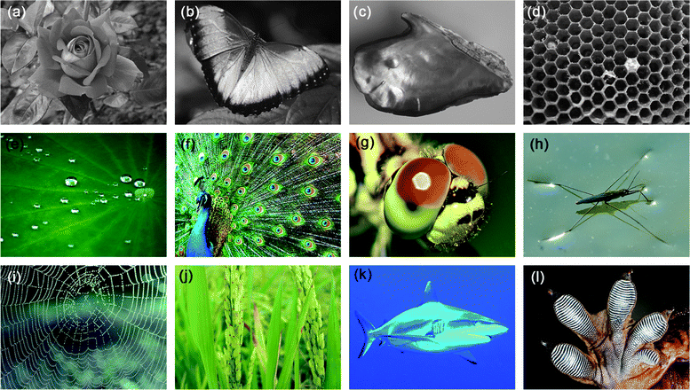 Biomimetic graphene films and their properties - Nanoscale (RSC
