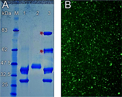 (A) Coomassie stained 4–12% SDS-PAGE of 1. CPMV; 2. HRP–ADH; 3. HRP–ADHCPMV. Asterisk denotes bands examined by mass spectrometry, M contains prestained protein markers with their size in kDa indicated. (B) (DyLight488)–HRP–ADHCPMV dried on coverslip and viewed by Leica SP2 inverted confocal microscope.