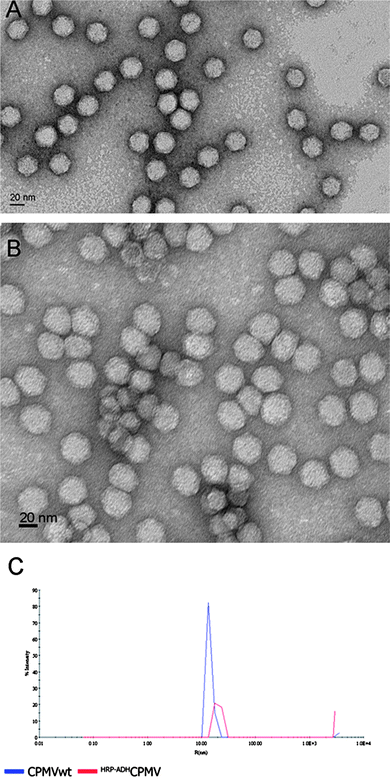 TEM image of CPMV (A) and of HRP–ADHCPMV particles (B), both stained with 2% uranyl acetate and the corresponding DLS measurement (C). Both methods show a particle diameter of ∼40 nm for HRP–ADHCPMV particles consistent with successful coupling of HRP to the virus capsid.