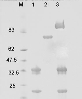 SDS-PAGE of GOX–ADHCPMV. Lane 1, CPMV; 2, ADH–GOX; 3, GOX–ADHCPMV. M is prestained protein marker.