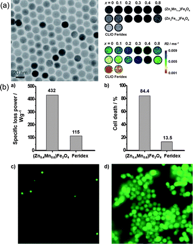 (a) TEM images and MRI contrast effects of 15 nm (Zn0.4Mn0.6)Fe2O4 nanoparticles; (b) the hyperthermia caused by (Zn0.4Mn0.6)Fe2O4 nanoparticles can kill most HeLa cells.93