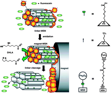 Schematic of superparamagnetic iron oxide-capped mesoporous silica nanorods for stimuli-responsive drug delivery.97