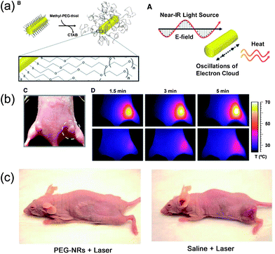 (a) Scheme of coating PEG on gold nanorods' surfaces and photothermal heating of gold nanorods; (b) passive tumor targeting and photothermal heating of passively targeted gold nanorods antennas in tumors; (c) photothermal destruction of human tumors in mice using PEG-coated nanorods.99