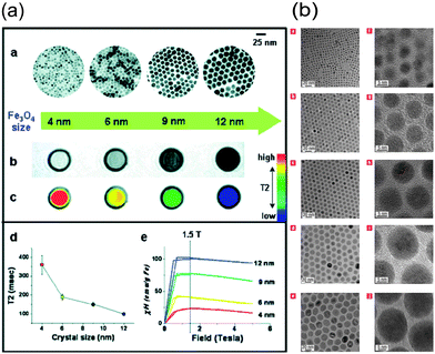 (a) Size effects of water-soluble Fe3O4 nanocrystals on magnetism and MR signals; (b) TEM images of different oleic-Fe3O4 nanoparticles.20,21