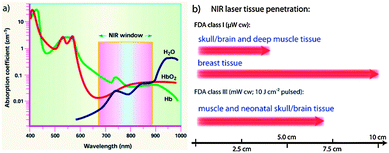 (a) The wavelength range of NIR window; (b) the maximum penetration depths in tissues of external NIR laser radiation.37,38
