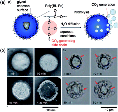 (a) Schematic illustration of gas-generating polymeric nanobubbles for US imaging; (b) TEM images for these nanobubbles in different incubation times at 37 °C.52