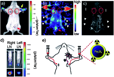 Triple-modality nanoprobe for simultaneous optical/PET/MRI imaging tumor metastasis model and injection route of radio-labeled nanoparticles.80