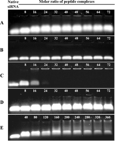 
          Agarose gel electrophoresis images from representative gel retardation assays. Each assay was performed with various molar ratios of each peptide to 50.0 pmol VEGF siRNA. A) PEP-C was complexed with VEGF siRNA; B) PEP-H was complexed with VEGF siRNA; C) PEP-A was complexed with VEGF siRNA; D) PEP-C and PEP-H were complexed with VEGF siRNA; E) PEP-C was complexed with VEGF siRNA at excess peptide molar ratios.