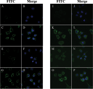 Live cell images obtained using confocal microscopy. Concentration of fluorescein-labeled siRNA: 100nM. Cell line: Huh-7. Green color arose from fluorescein units; blue color arose from the nuclear dye DAPI. No transfection agent was used. A, B) 5′-Fluorescein-labeled siRNA incubated without transfection agent; C, D) PEP-C–X/fluorescein-labeled siRNA complex; E, F) PEP-H–X/fluorescein-labeled siRNA complex; G, H) PEP-A–X/fluorescein-labeled siRNA complex. Molar ratio of all peptides in C–H: 64. I, J) Fluorescein-labeled siRNA incubated without transfection agent; K, L) PEP-C–J; M, N) PEP-H–J; O, P) PEP-A–J. All conjugates systems were annealed with an equivalent 5′-fluorescein-labeled antisense strand of VEGF siRNA.