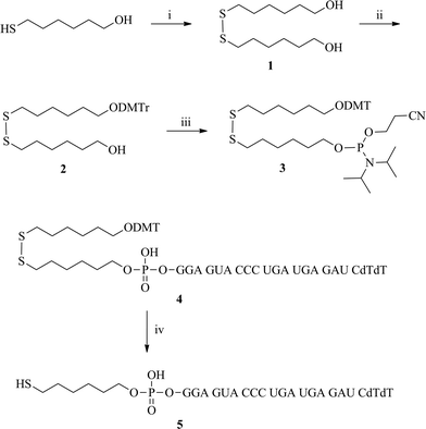 The synthesis of the 5′-thiol-modified VEGF siRNA sense strand: (i) Et3N, I2, MeOH, 0 °C → rt, 4 h; (ii) DMTr-Cl, pyridine, rt, 4 h; (iii) chloro-(2-cyanoethoxy)-N,N-diisopropylaminophosphine, NMP, CH2Cl2, rt, 15 min; (iv) DTT, 50 mM TEAA buffer, pH 8, rt, 2h.