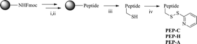 The synthesis of peptides. Reagents and conditions: (i) 30% piperidine in DMF, rt, 30 min; (ii) Fmoc-amino acid, 1-hydroxybenzotriazole, TBTU, DIPEA, DMF, rt, 15 h; (iii) TFA, triethylsilane, CH2Cl2, rt, 2.5 h; (iv) 2,2′-dipyridyldisulfide, DMF/H2O, rt.