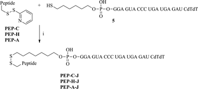 The synthesis of peptide–siRNA conjugates. Reagents and conditions: (i) 0.1 M phosphate buffer (pH 7), 45 °C, 2 h.