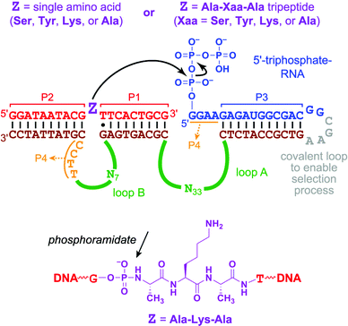 Substrates and DNA pool for in vitro selection. As established in many previous reports,6,7,11 formation of paired regions P1 through P4 creates a three-helix junction (3HJ) that juxtaposes the intended nucleophile (Z) and electrophile (5′-triphosphate). The CGAA nucleotides shown in grey are replaced with 5′-CC for the in trans (intermolecular) assays of individual deoxyribozymes. The chemical structure is drawn for the substrate with Z = Ala-Lys-Ala. Note the phosphoramidate (P–N) linkage that connects the 5′-portion of DNA to the tripeptide moiety.
