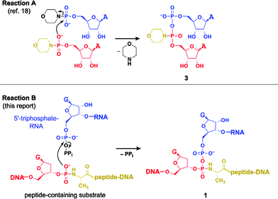 Comparison of reactions to form 3 (reaction A,21 uncatalyzed) and 1 (reaction B, this report, catalyzed by the 13LS3 deoxyribozyme). Both 3 and 1 have pyrophosphoramidate linkages formed by attack of a phosphoramidate (red/gold) into an activated 5′-phosphorus (blue, with black leaving group). The colour scheme here is modified relative to Fig. 1 in order to simplify comparison between the structural components of reactions A and B.