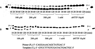 Single incorporation of primer of P1T1 (125 nM) by HIV-1 RT with phosphoramidate substrate concentrations and time intervals (min) as indicated, [HIV-1 RT] = 0.025 U μL−1. Panel A: incorporation of compound 1; panel B: incorporation of compound 2; d4TTP (10 μM) used as reference.