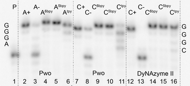 Denaturing PAGE analysis of PEX experiment synthetized on tempA (lines 2–6) and tempC (lines 7–16) with Pwo or DyNAzyme II polymerases. 5′-32P-end labelled primer-template was incubated with different combinations of natural and functionalized dNTPs. P: Primer; A+: natural dATP, dGTP; A-: dGTP; A6bpy: dA6bpyTP, dGTP; A5bpy: dA5bpyTP, dGTP; Atpy: dAtpyTP, dGTP; C+: natural dCTP, dGTP; C-: dGTP; C6bpy: dC6bpyTP, dGTP; C5bpy: dC5bpyTP, dGTP; Ctpy: dCtpyTP, dGTP.