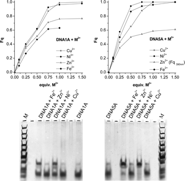 Top: Fluorescence quenching (Fq) for DNA1A (left) and DNA5A (right) upon addition of metal ions; bottom: non-denaturing gel electrophoresis (8% TBM-PAGE) of DNA1A and DNA5A in absence and presence of metal ions after silver staining.