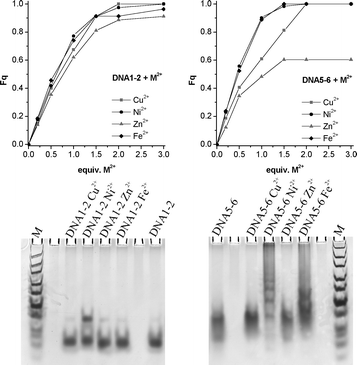 Top: Fluorescence quenching (Fq) for DNA1-2 (left) and DNA5-6 (right) upon addition of metal ions; bottom: non-denaturing gel electrophoresis (8% TBM-PAGE) of DNA1-2 and DNA5-6 in absence and in presence of metal ions after silver staining.