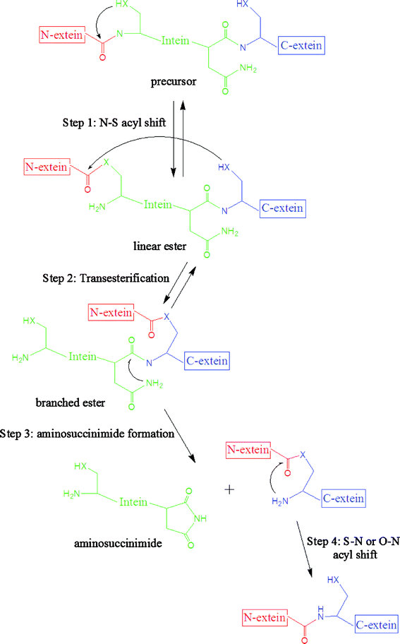 Mechanism of C-terminal intein cleavage in protein splicing from QM/MM  molecular dynamics simulations - Organic & Biomolecular Chemistry (RSC  Publishing) DOI:10.1039/C1OB06444D