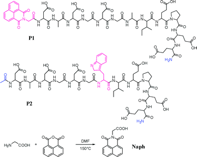 The two dodecapeptides P1 and P2 developed in this study and the synthesis of the Naph antenna that was incorporated into P1.
