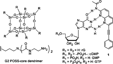 Chemical structures of G2 POSS-core dendrimer and the complexes of ligand 1 and the guanosine nucleotides used in this study.